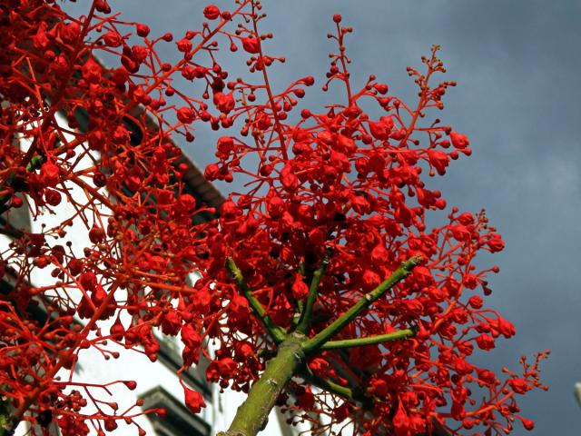 Brachychiton javorolistý (Brachychiton acerifolius (A. Cunn. ex G. Don) Macarthur)