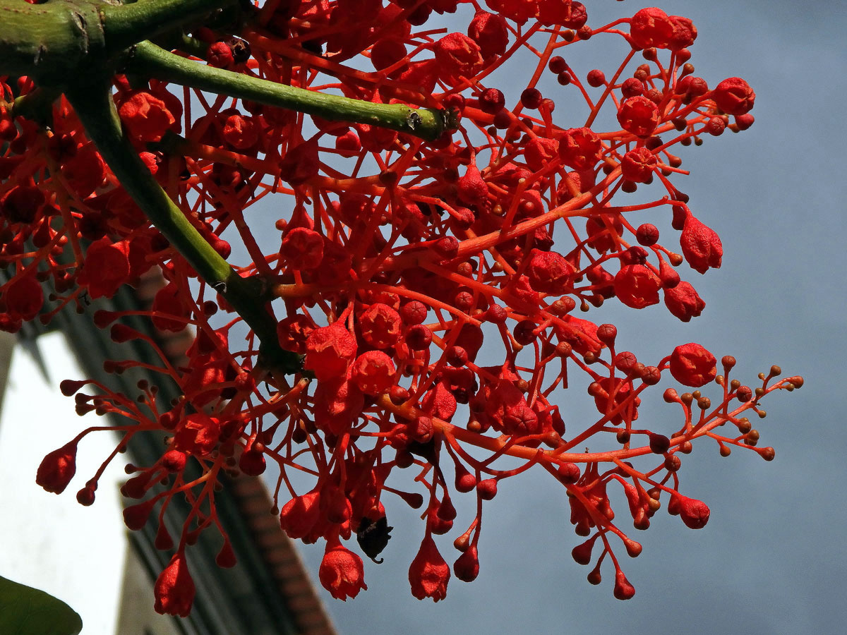 Brachychiton javorolistý (Brachychiton acerifolius (A. Cunn. ex G. Don) Macarthur)