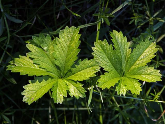 Mochna plazivá (Potentilla reptans L.), sedmičetný list (15)