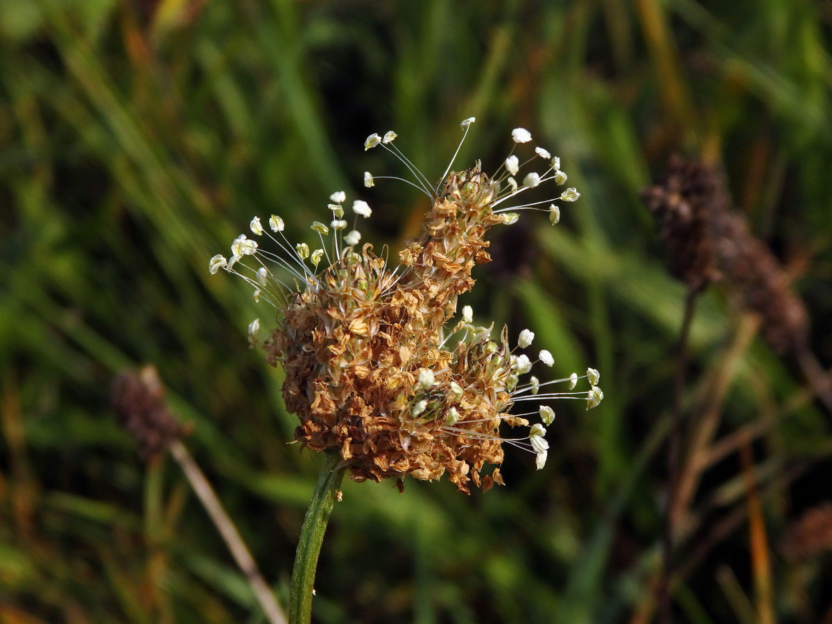 Jitrocel kopinatý (Plantago lanceolata L.) - větvené květenství (28)