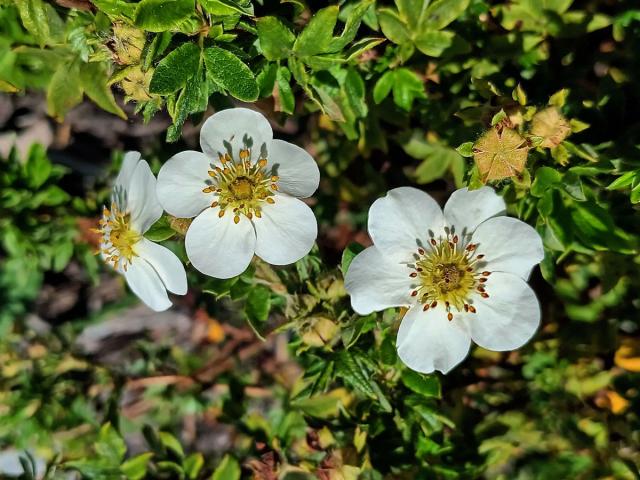 Mochna křovitá (Potentilla fructicosa L.), šestičetný květ (2)