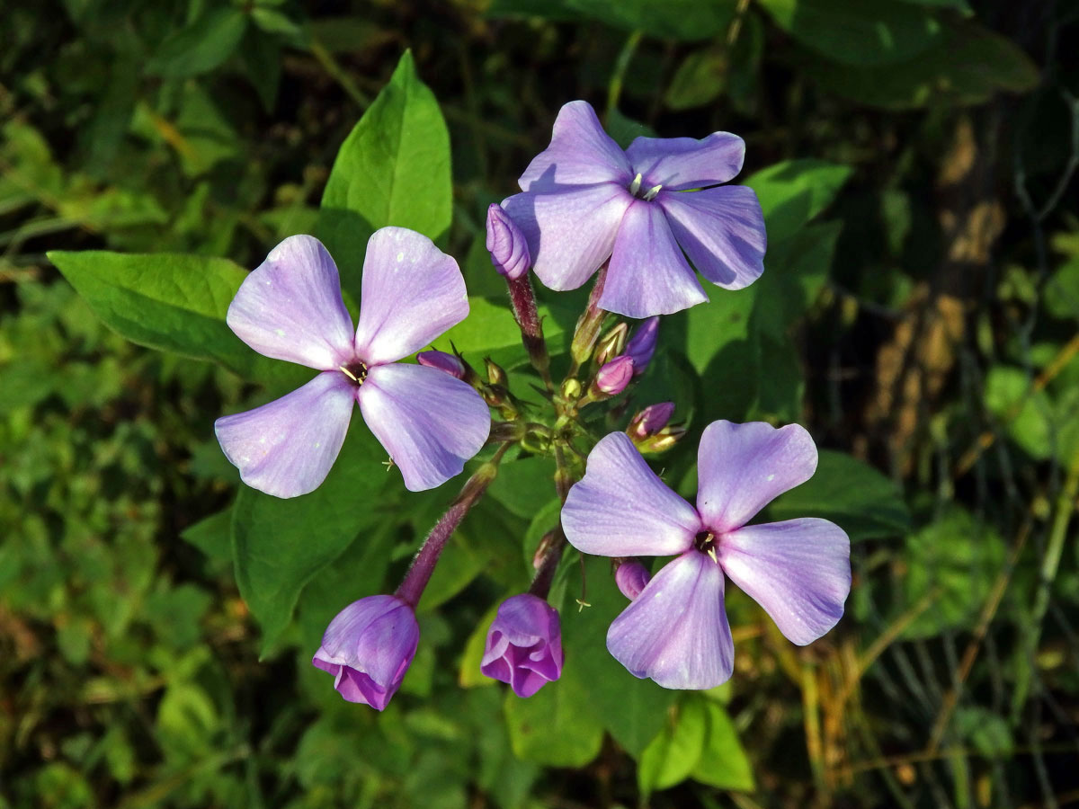 Plamenka latnatá (Phlox paniculata L.) s čtyřčetným květem (30)