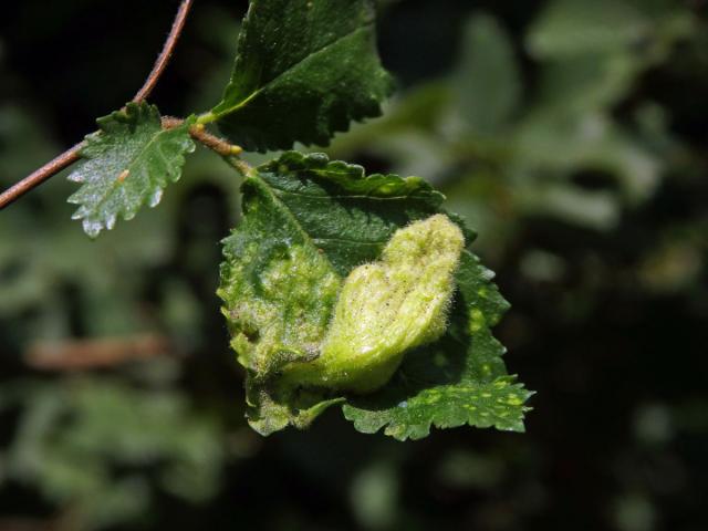 Hálky vlnatky Tetraneura nigriabdominalis