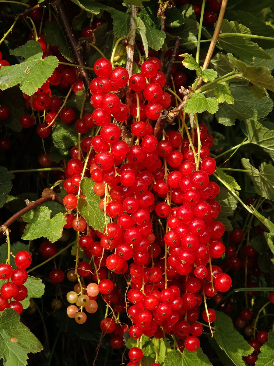 Rybíz červený = Meruzalka červená (Ribes rubrum L.)