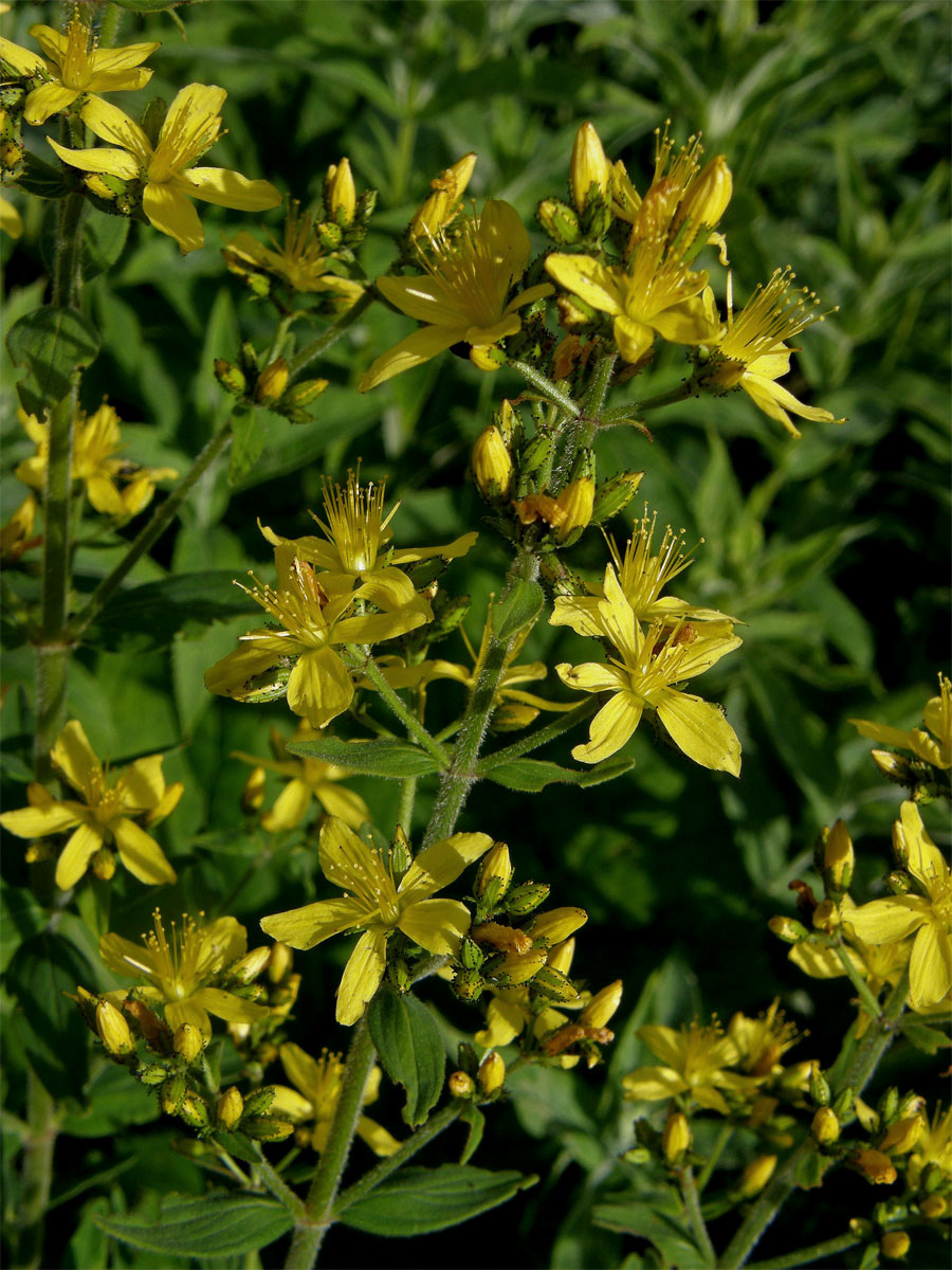 Třezalka chlupatá (Hypericum hirsutum L.)