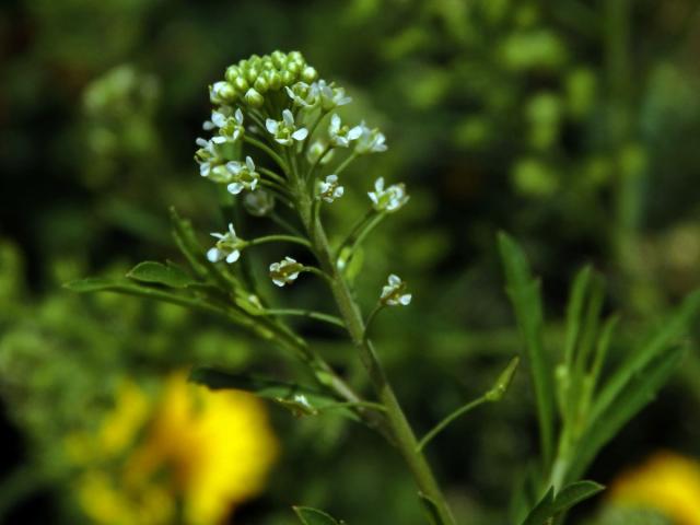 Řeřicha virginská (Lepidium virginicum L.)