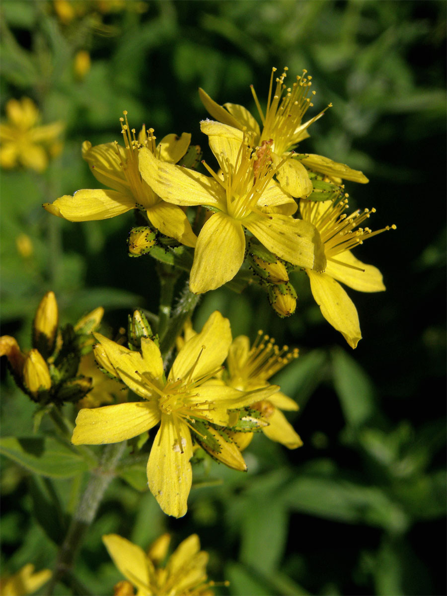 Třezalka chlupatá (Hypericum hirsutum L.)