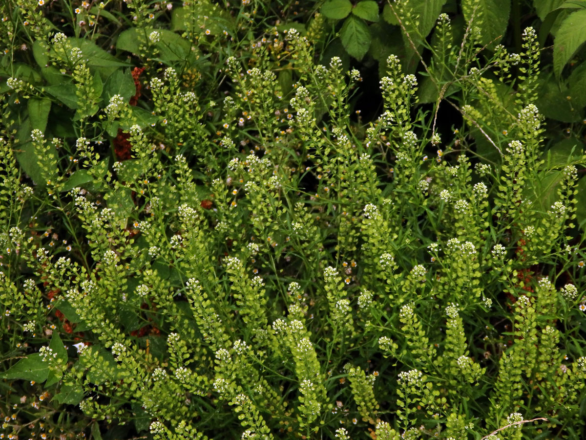 Řeřicha virginská (Lepidium virginicum L.)