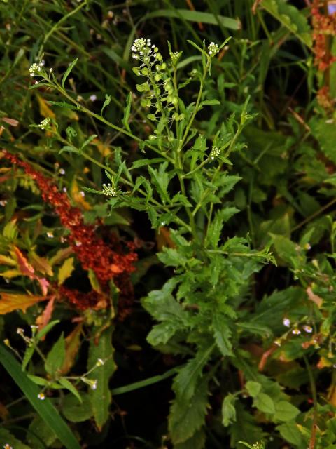 Řeřicha virginská (Lepidium virginicum L.)