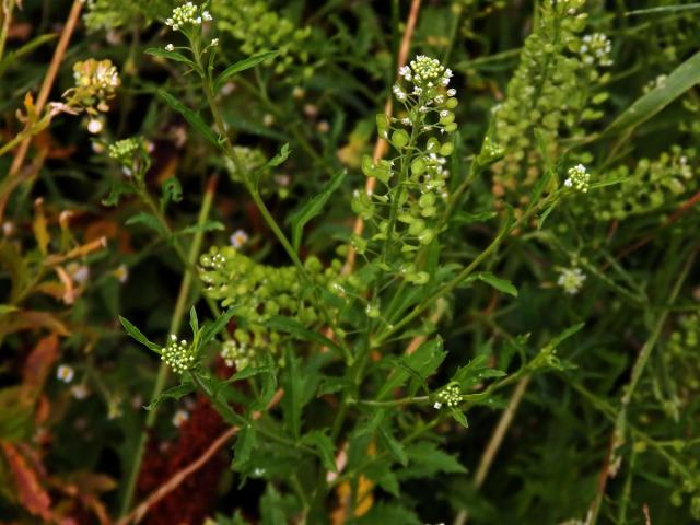 Řeřicha virginská (Lepidium virginicum L.)