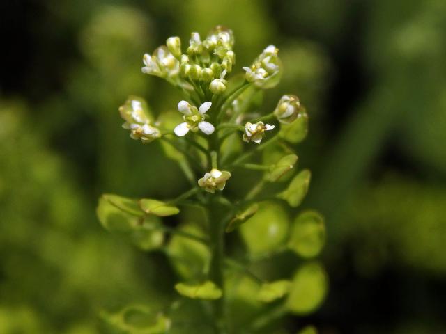 Řeřicha virginská (Lepidium virginicum L.)