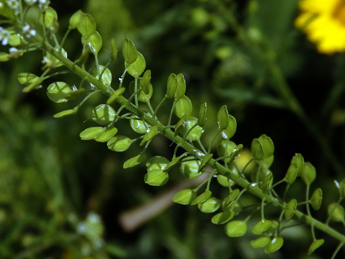 Řeřicha virginská (Lepidium virginicum L.)