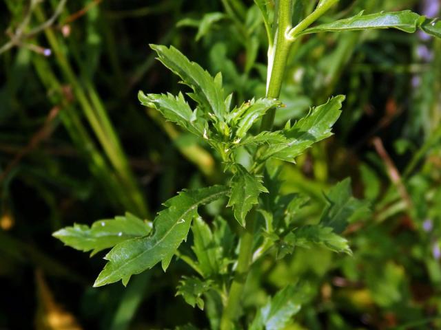 Řeřicha virginská (Lepidium virginicum L.)