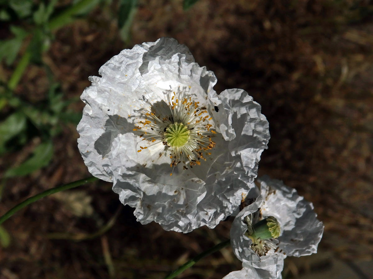 Mák vlčí (Papaver rhoeas L.), bíle kvetoucí rostlina (1b)