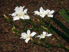 Dietes robinsoniana (F. Muell.) Klatt