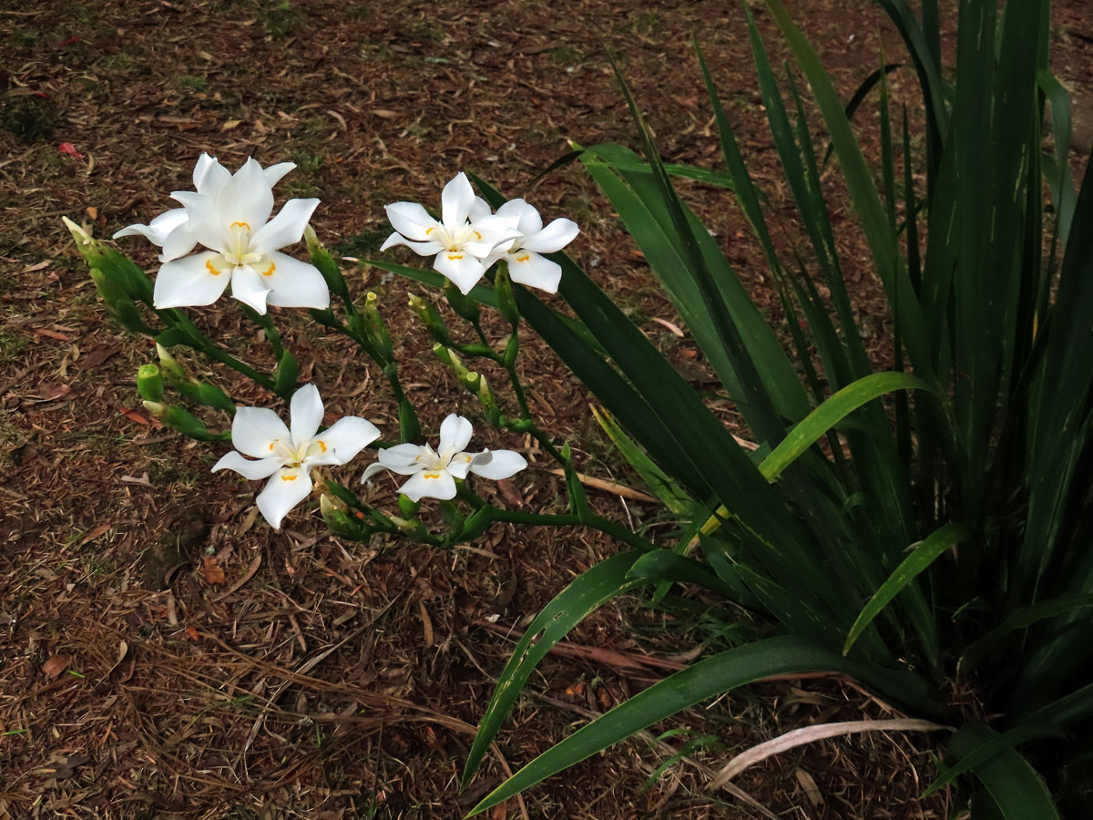 Dietes robinsoniana (F. Muell.) Klatt