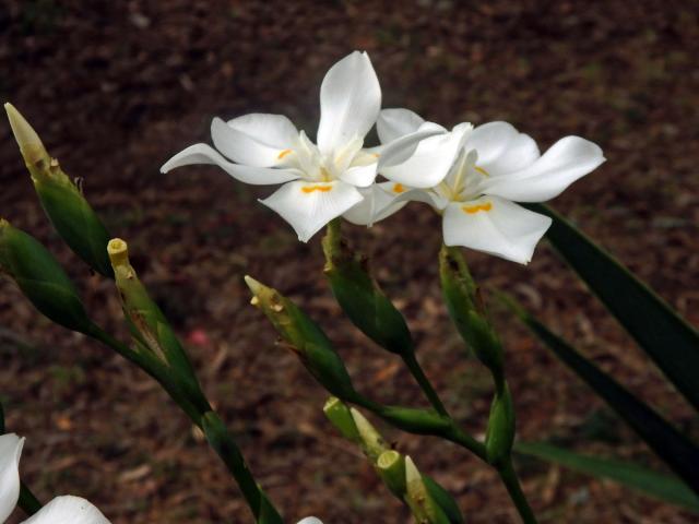 Dietes robinsoniana (F. Muell.) Klatt