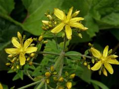 Třezalka chlupatá (Hypericum hirsutum L.)