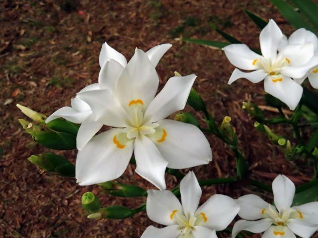 Dietes robinsoniana (F. Muell.) Klatt