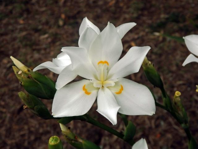 Dietes robinsoniana (F. Muell.) Klatt