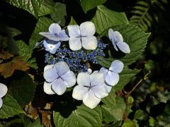 Hortenzie drsná (Hydrangea aspera Buch.-Ham. ex D. Don), pětičetný kalich (2)