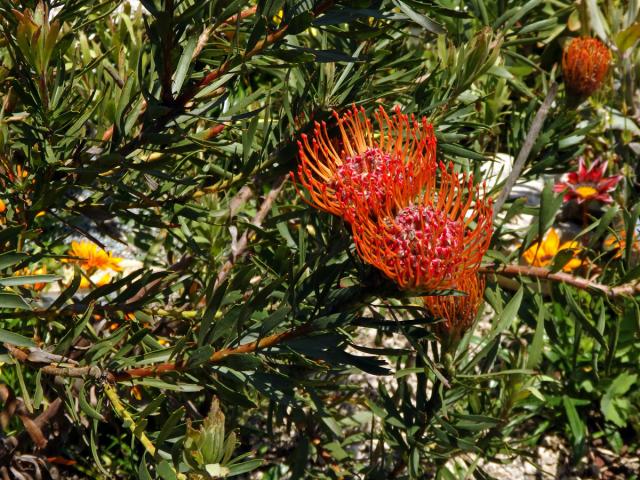 Leucospermum lineare R. Br.