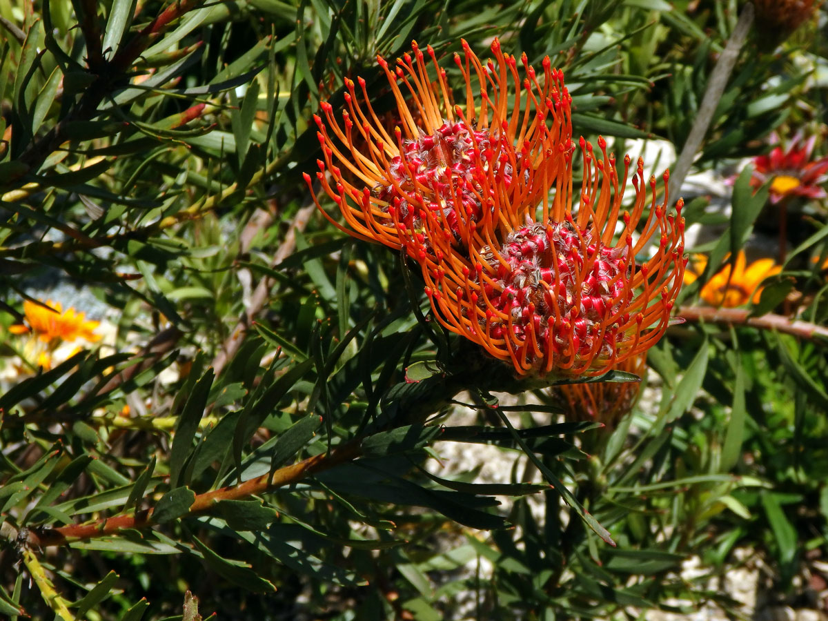 Leucospermum lineare R. Br.