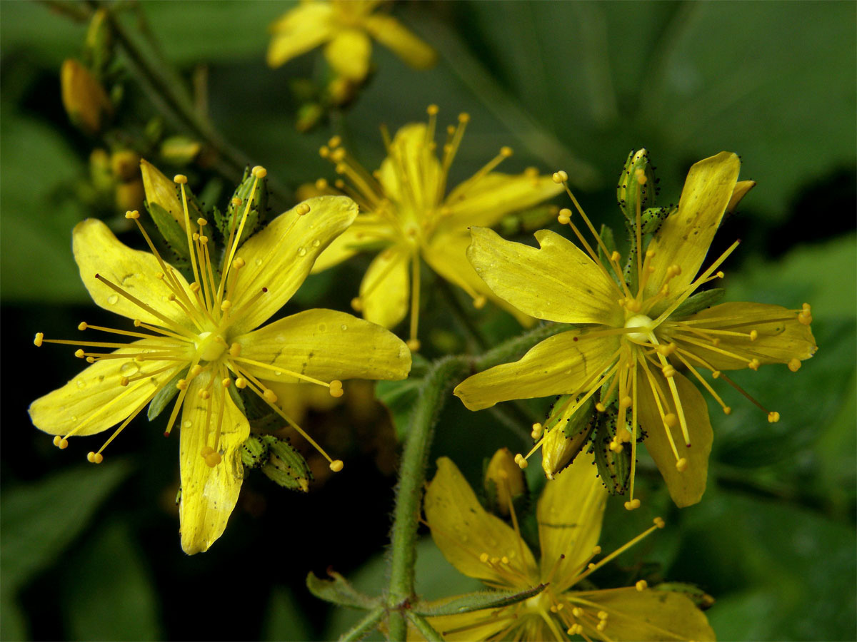 Třezalka chlupatá (Hypericum hirsutum L.)