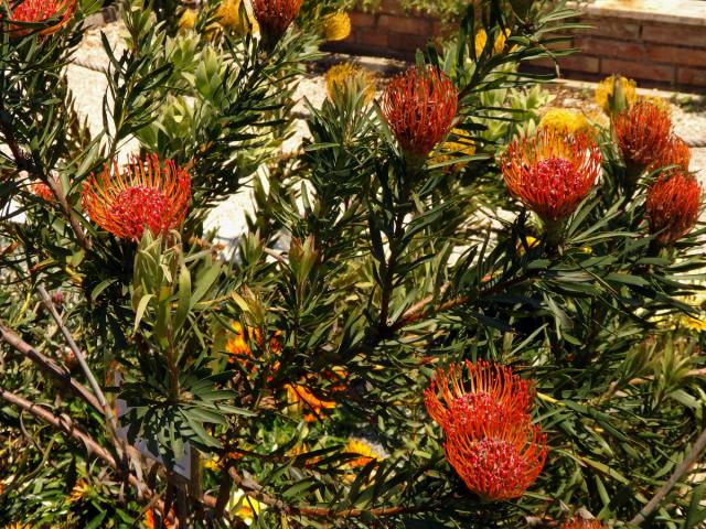 Leucospermum lineare R. Br.