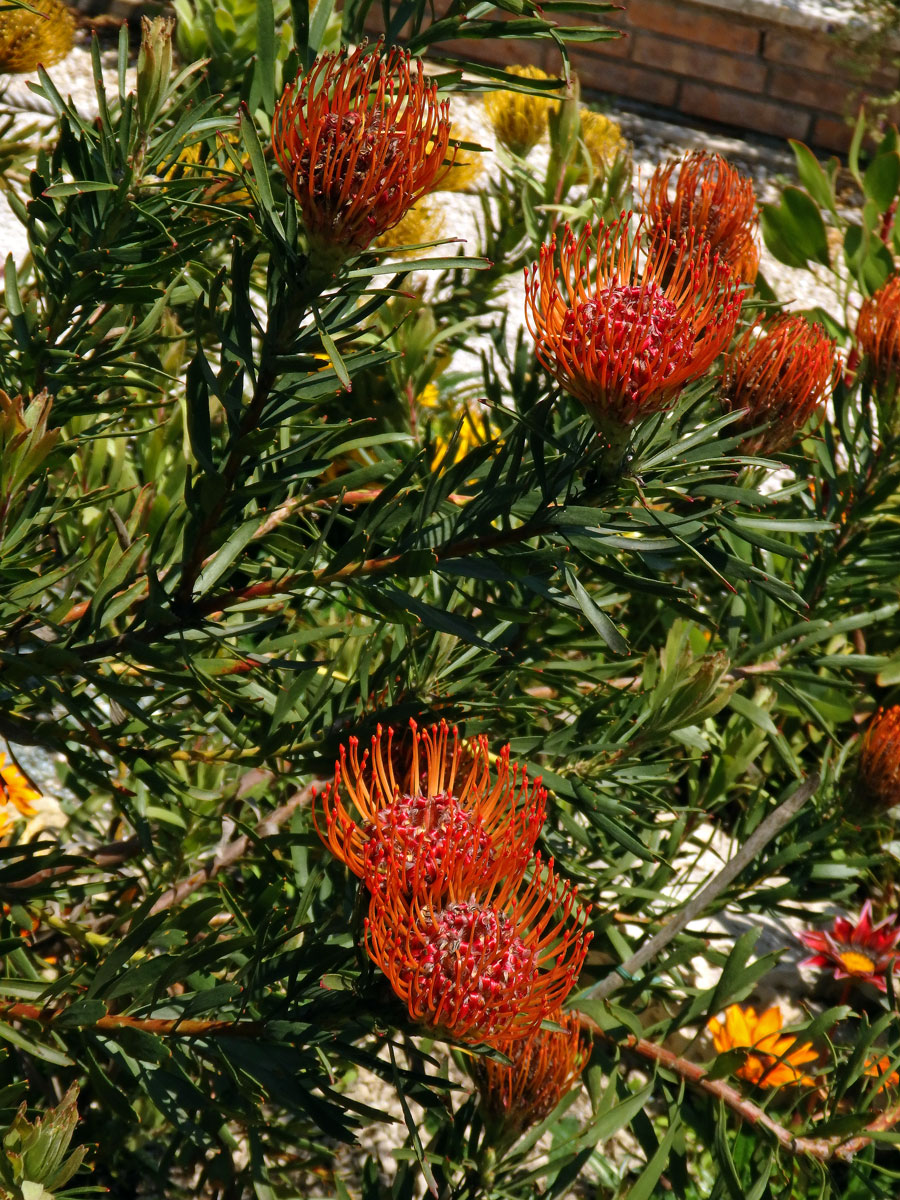 Leucospermum lineare R. Br.