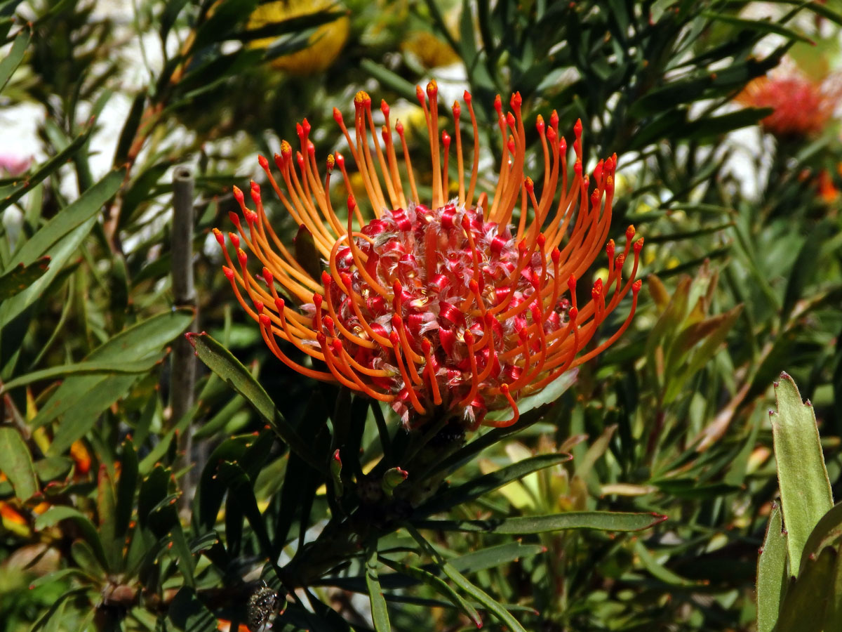 Leucospermum lineare R. Br.