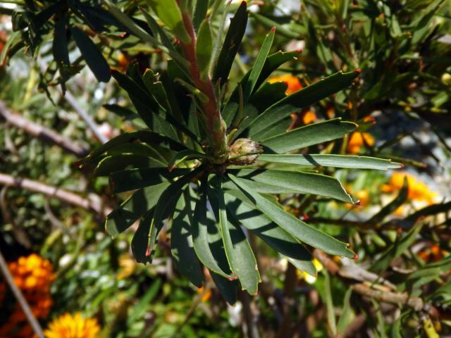 Leucospermum lineare R. Br.