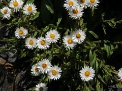 Smil (Helichrysum bellum Hilliard)