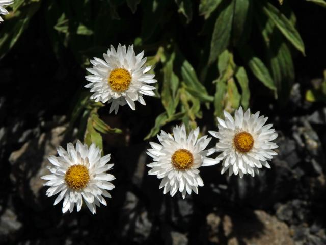 Smil (Helichrysum bellum Hilliard)