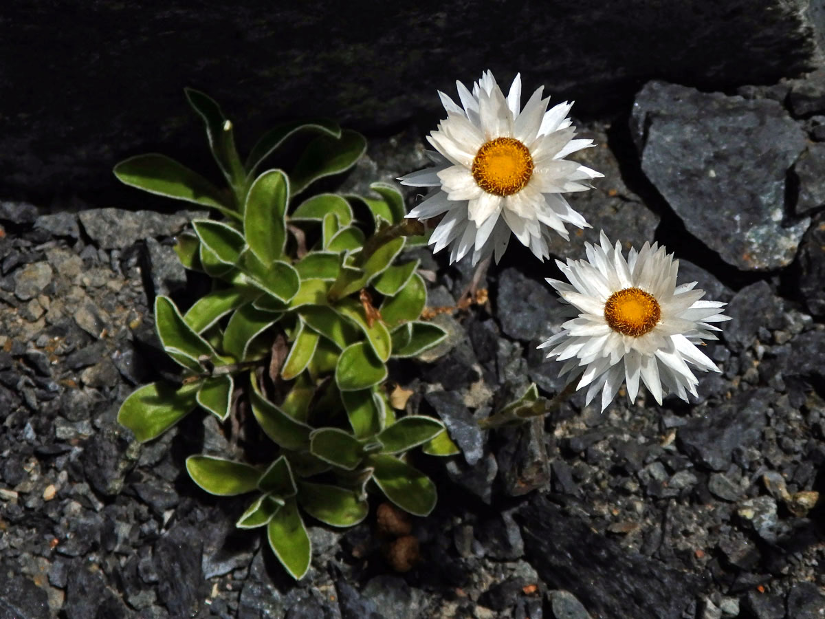 Smil (Helichrysum chionosphaerum DC.)