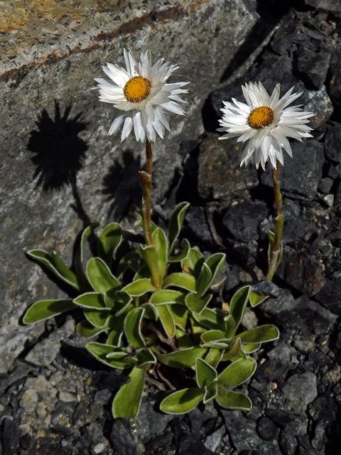 Smil (Helichrysum chionosphaerum DC.)