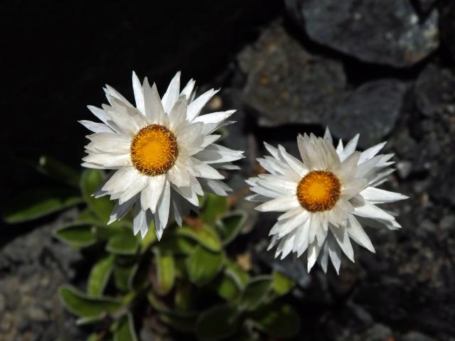 Smil (Helichrysum chionosphaerum DC.)