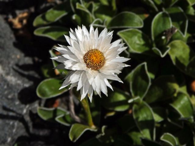 Smil (Helichrysum chionosphaerum DC.)