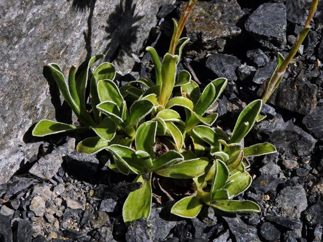 Smil (Helichrysum chionosphaerum DC.)