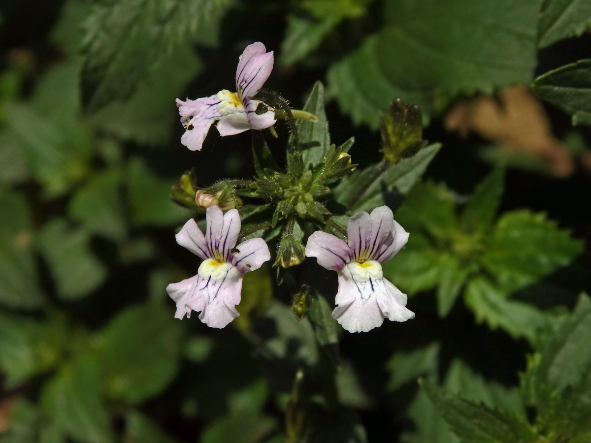 Hledíkovka (Nemesia caerulea Hiern)