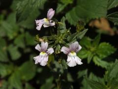 Hledíkovka (Nemesia caerulea Hiern) 