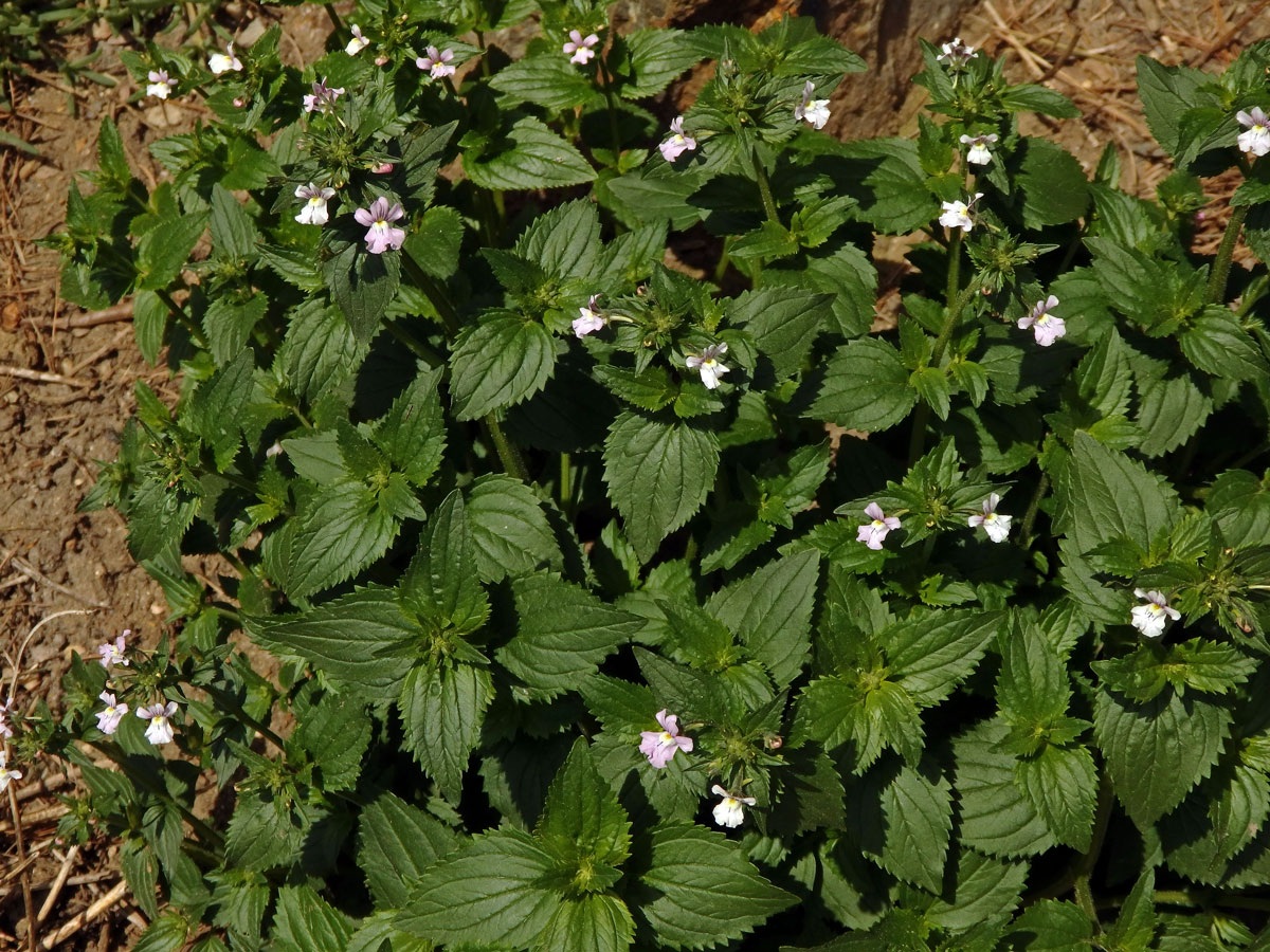 Hledíkovka (Nemesia caerulea Hiern)