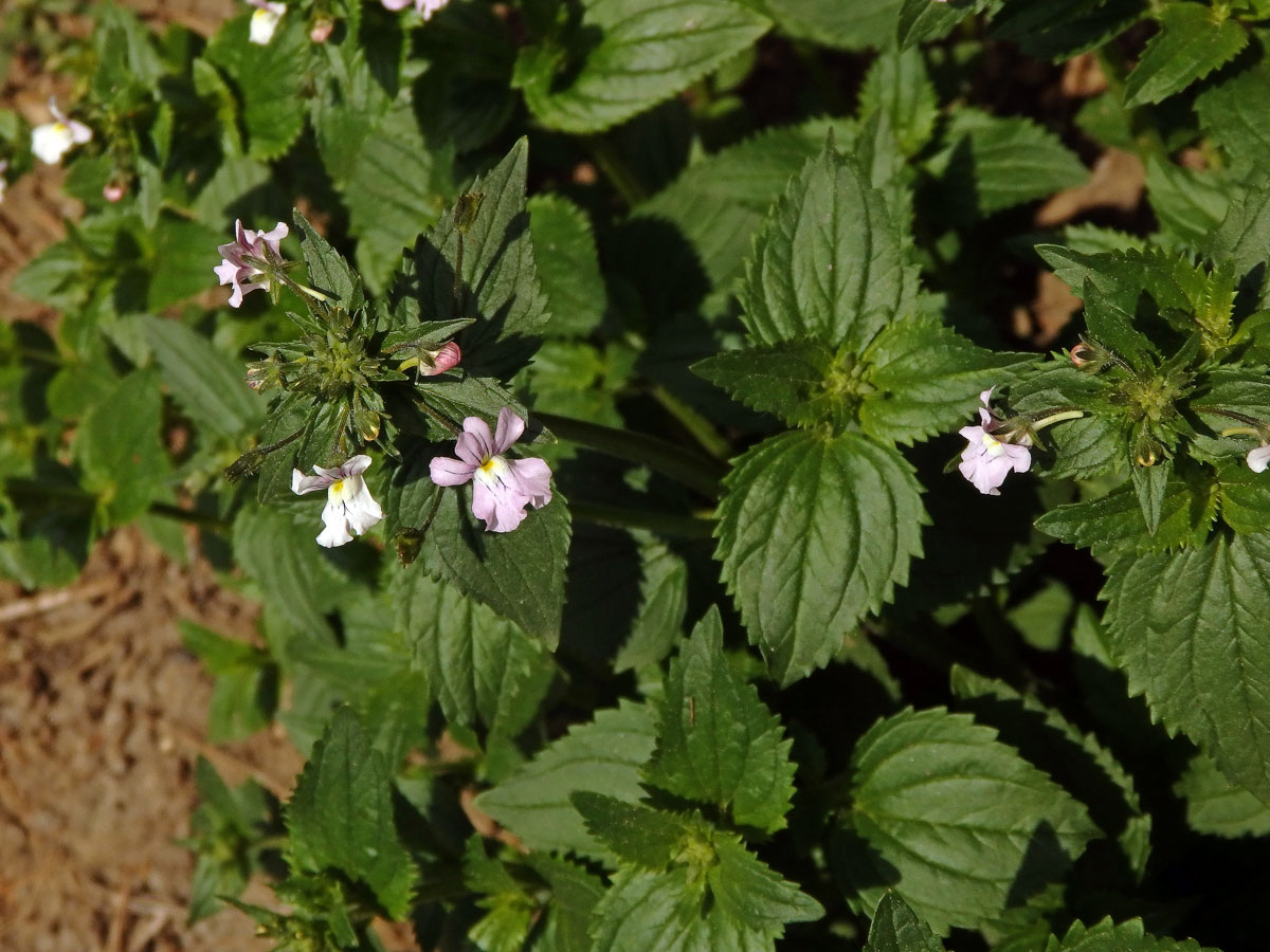 Hledíkovka (Nemesia caerulea Hiern)