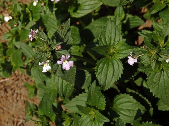 Hledíkovka (Nemesia caerulea Hiern)