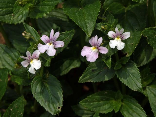 Hledíkovka (Nemesia caerulea Hiern)