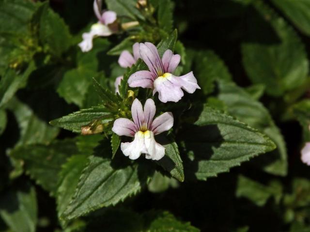 Hledíkovka (Nemesia caerulea Hiern)