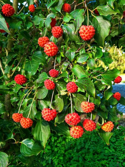 Svída japonská (Cornus kousa Buerg.) Hance)