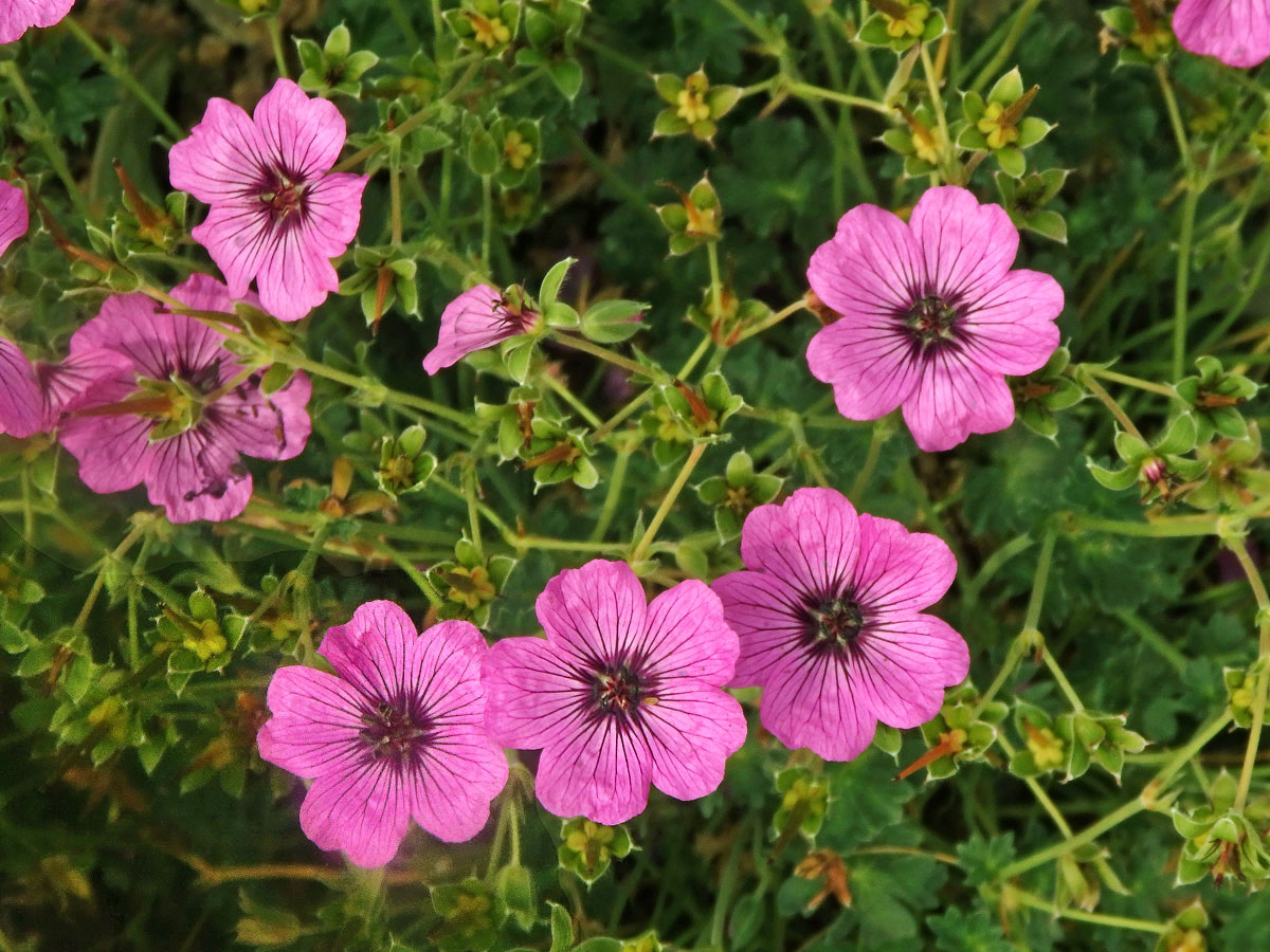 Kakost sivý (Geranium cinereum Cavanilles)