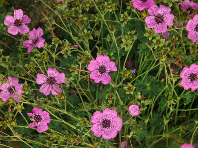 Kakost sivý (Geranium cinereum Cavanilles)