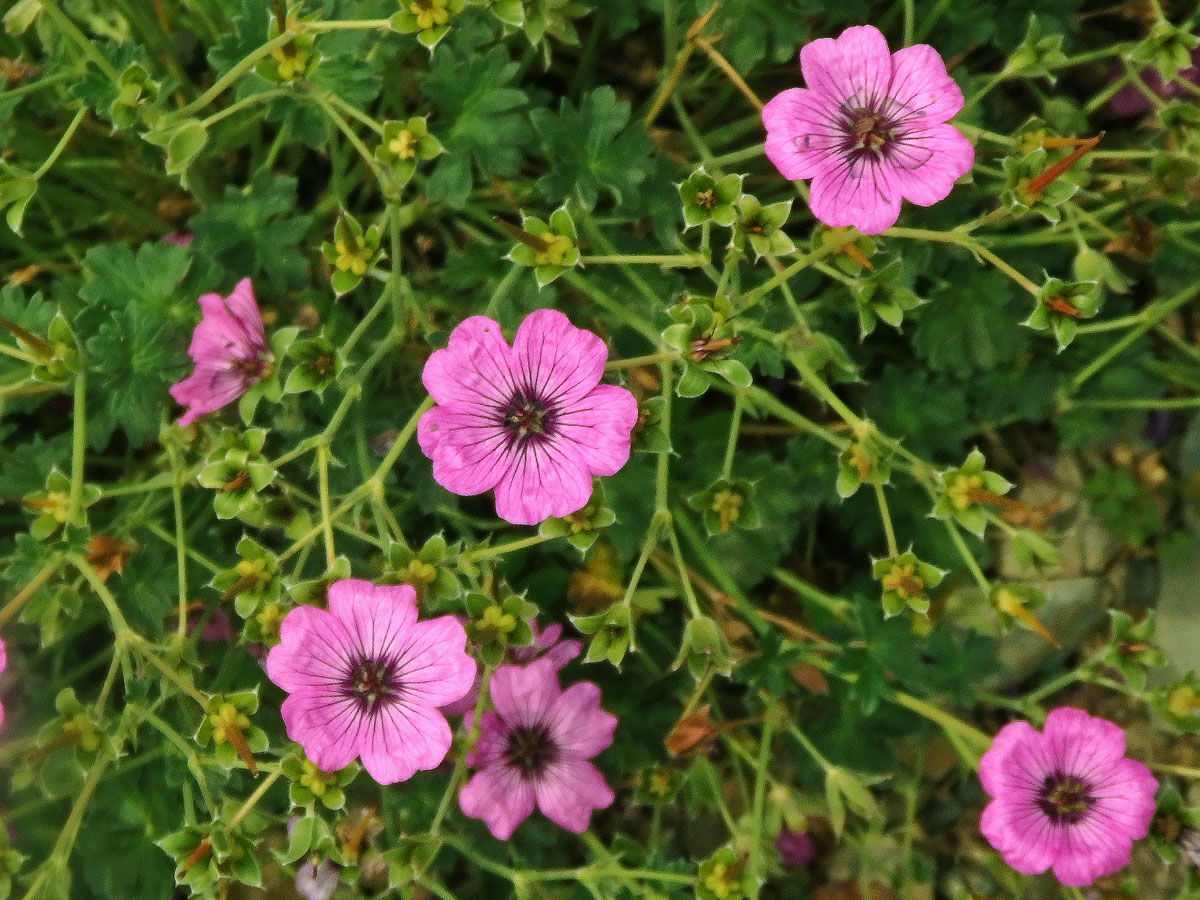 Kakost sivý (Geranium cinereum Cavanilles)